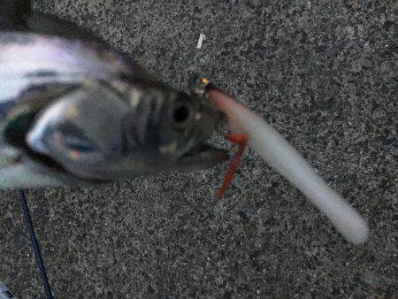 夏タチの数釣り