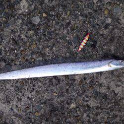 ムコイチ半夜釣行