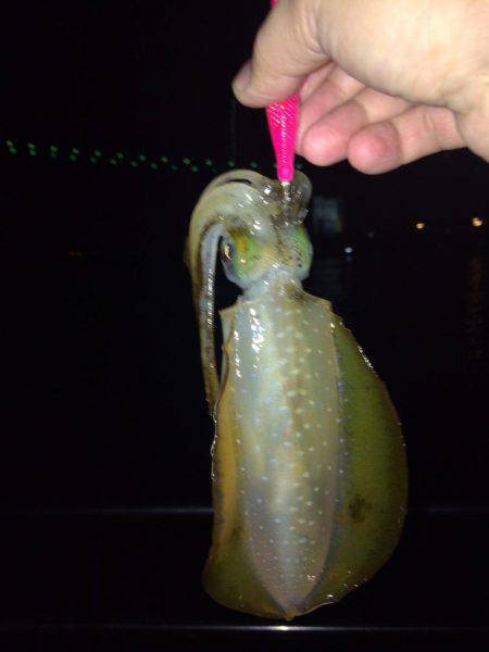 ケンサキ40セン級を求めて