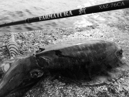 ちょいマシサイズ♬