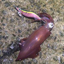 お腹いっぱい‼️