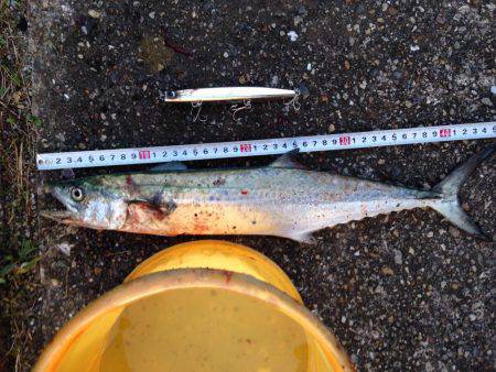 本荘サゴシ調査