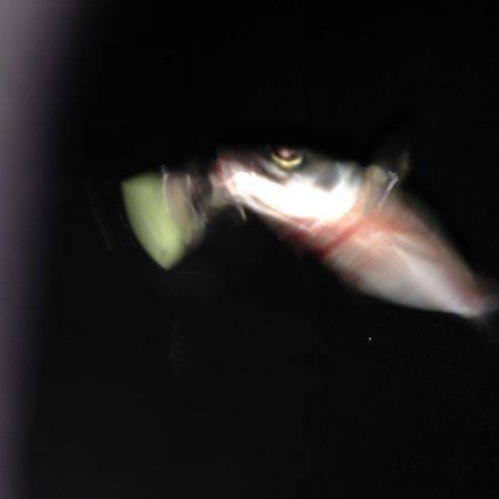 タチウオ不発