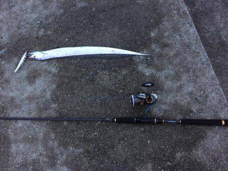 タチウオいいね〜