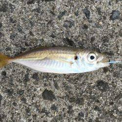 足下豆アジング