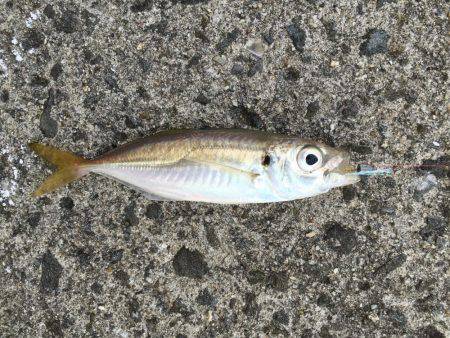 足下豆アジング