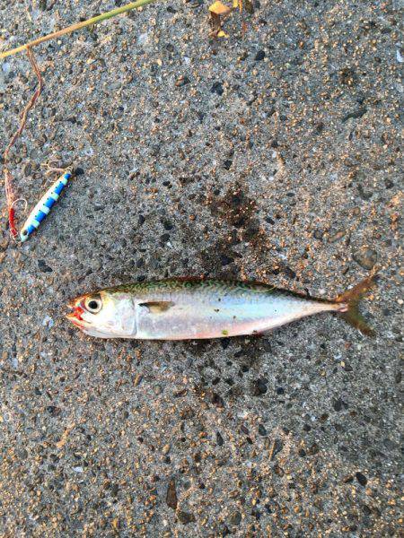 今年初の太刀魚