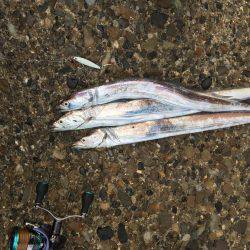 朝まづめサーベリング