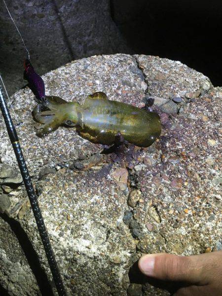 ナイトエギング