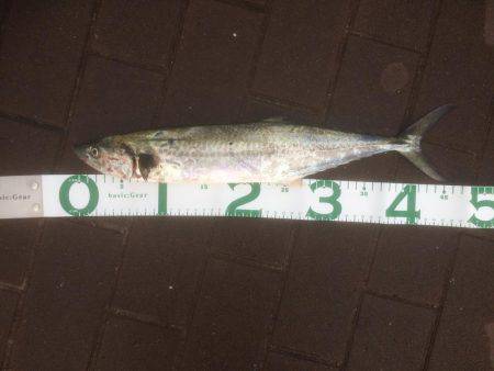 足元 サゴシ-太刀魚