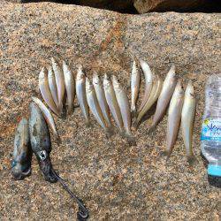 良型キスとアオリイカ新子調査