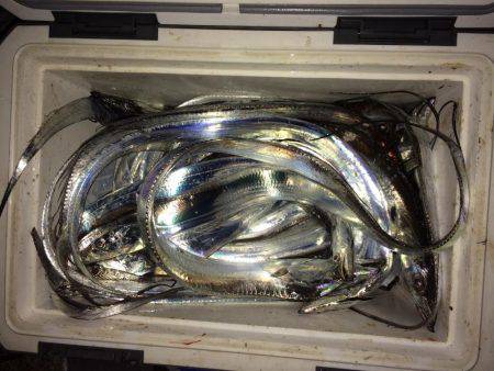 タチウオ、サゴシ