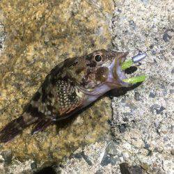 貧果でしたが、それも釣り❗️