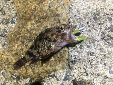 貧果でしたが、それも釣り❗️