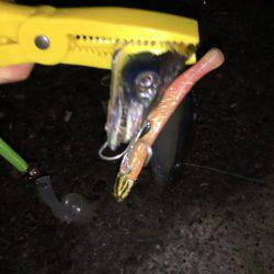 忠岡にもタチウオ到来!