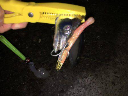 忠岡にもタチウオ到来!