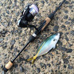 小さな高級魚 タカベ