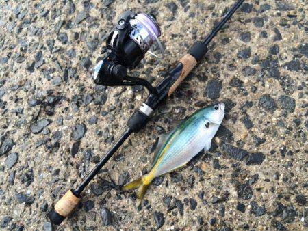 小さな高級魚 タカベ