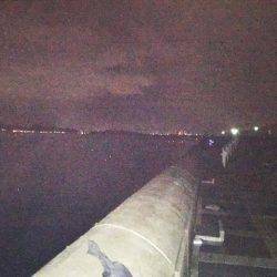 マリーナシティのタチウオ