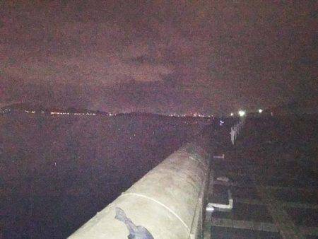 マリーナシティのタチウオ