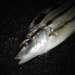 初シマイサキ！