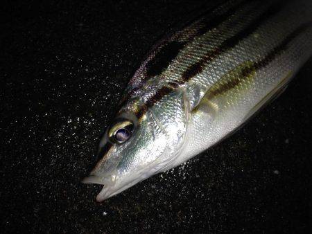 初シマイサキ！