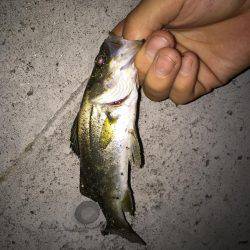 アジングのつもりが・・・