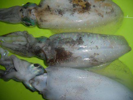 サーフ撃沈（＞＜）