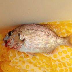 五目ちょい投げ