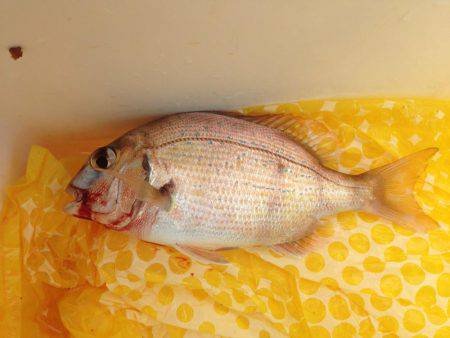 五目ちょい投げ