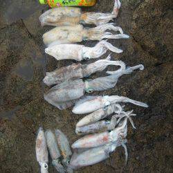 アオリイカ!秋イカでも3,5号オンリーでエギング!