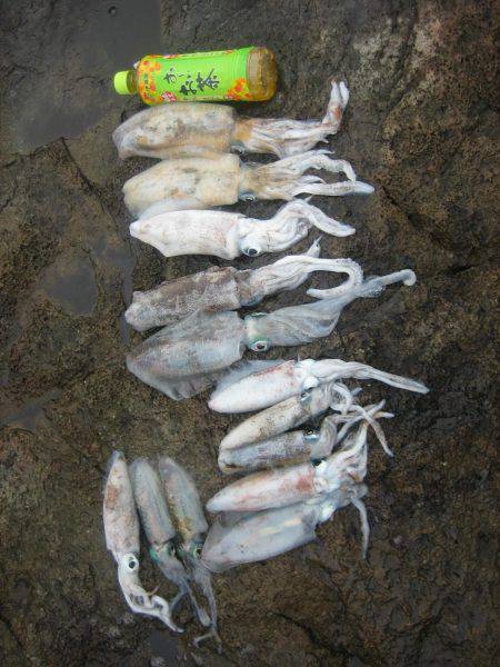 アオリイカ!秋イカでも3,5号オンリーでエギング!