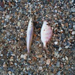 明石川河口サーフでキス釣り