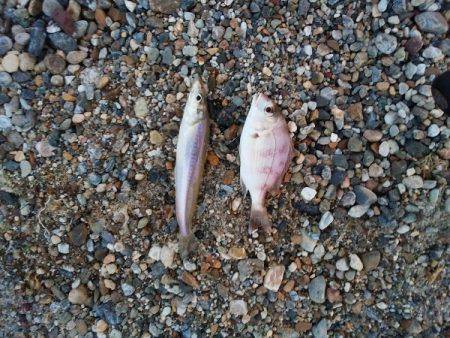 明石川河口サーフでキス釣り