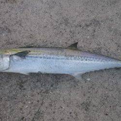 タチウオは釣れなかったけど