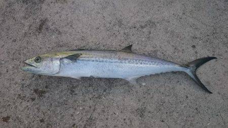 タチウオは釣れなかったけど