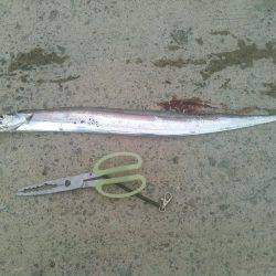 当たり年？の太刀魚‼