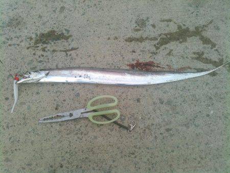 当たり年？の太刀魚‼