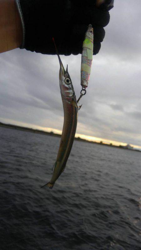 太刀魚どこ？？