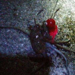 太刀魚とタコGET！！