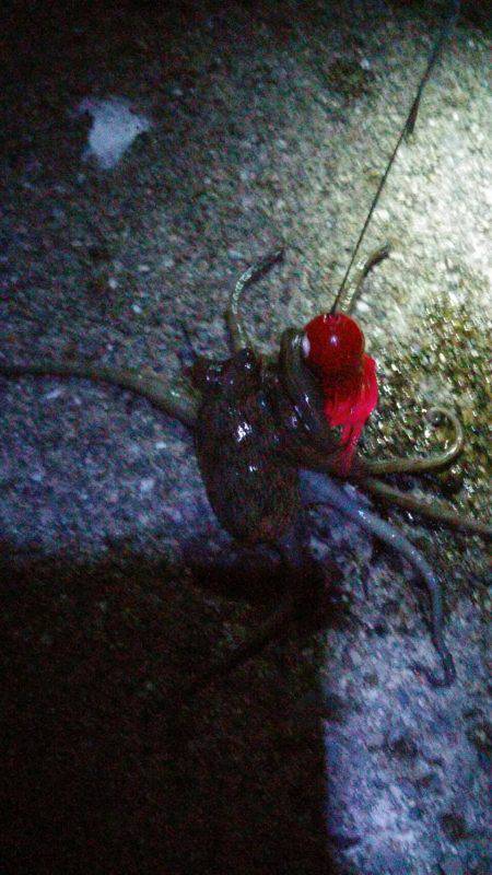 太刀魚とタコGET！！