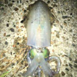 台風通過の翌日はいかがなものか釣行