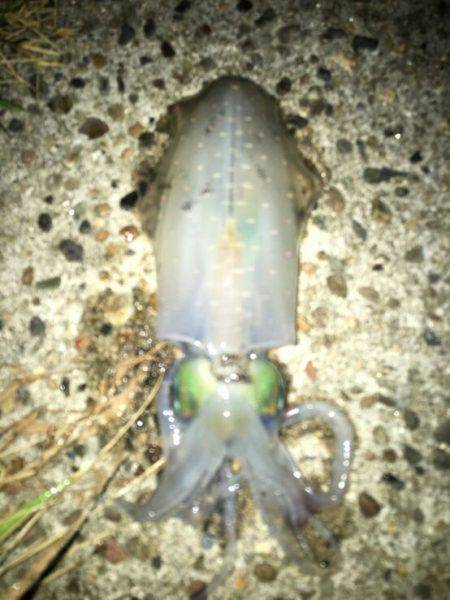 台風通過の翌日はいかがなものか釣行