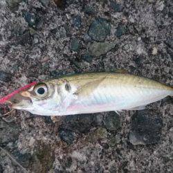 青物回遊なし？