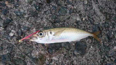 青物回遊なし？