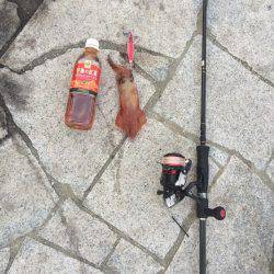 いつもヤエンですがエギング釣行