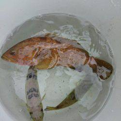 今年初のボートエギングへ