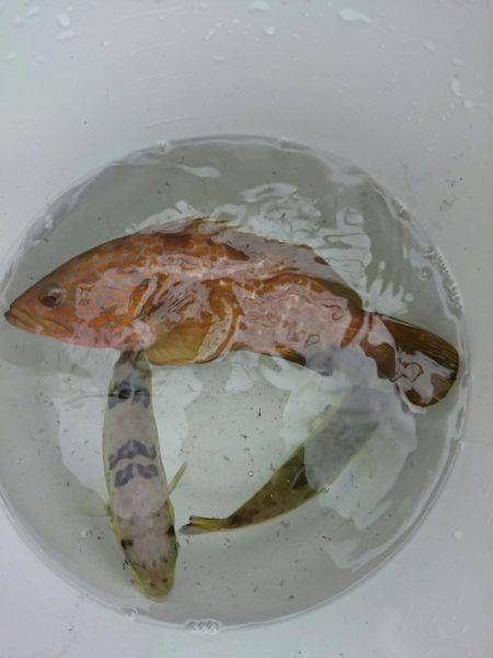 今年初のボートエギングへ