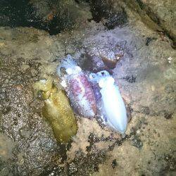 大漁を目指して磯へヤブこぎに