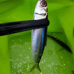 アジ、イワシGET!!